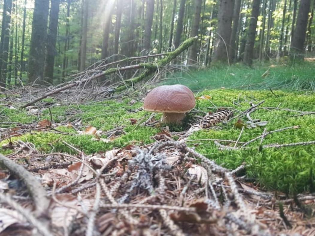 Black Forest Bergliebe Pool Terrasse Natur Ruhe Komfort Höchenschwand Eksteriør bilde